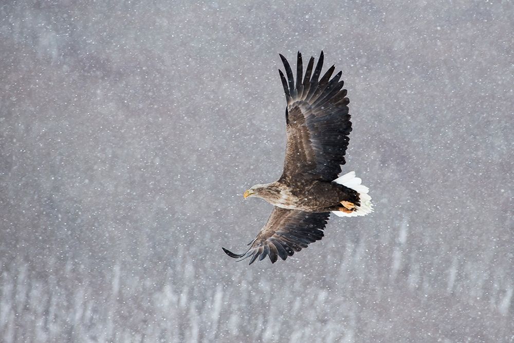 Japan-Hokkaido-Kushiro Portrait of a white-tailed eagle in flight during a snow squall